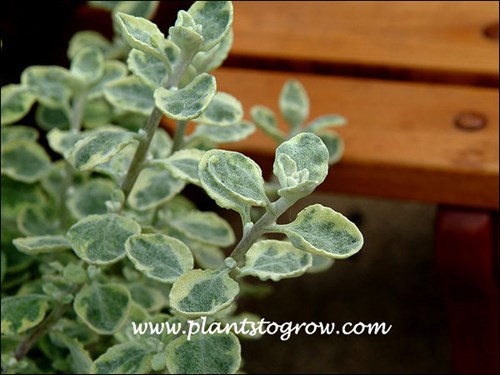 Licorice Splash has an irregular band of cream to yellow variegation.